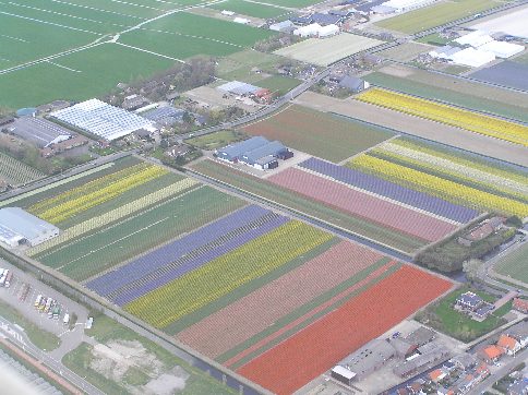 De bollenvelden in bloei